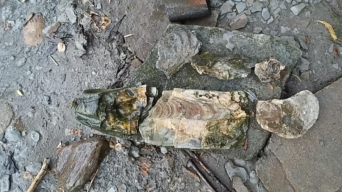 Čolnasta ostriga stara 24 miljonov let (Boris Bezjak)